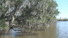 Spanish Moss 2.jpg